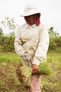 In Kampong Cham, they seed the rice then uproot and transplant for higher yields